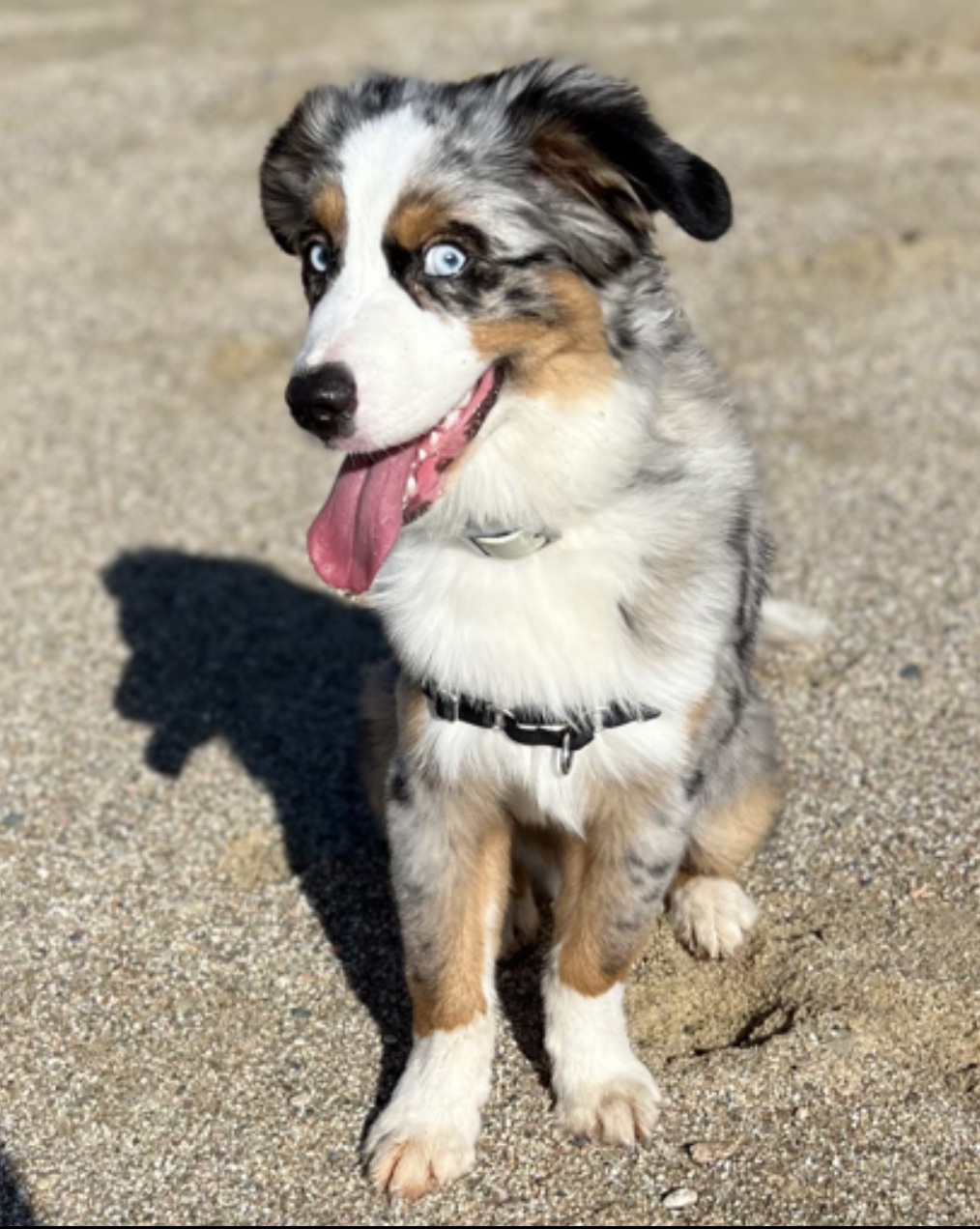 Hodu the Australian Shepherd
